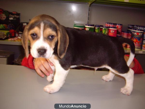 PERROS NACIONALES VACUNADOS Y DESPARASITADOS