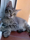 Preciosas y cariñosisimas gatitas de 3 meses en adopción - mejor precio | unprecio.es