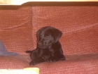 precioso labrador - mejor precio | unprecio.es