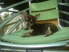 presioso chihuahua en venta - mejor precio | unprecio.es