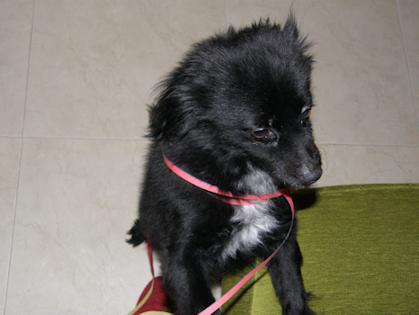 REGALO Perro Pequeño en Tarragona
