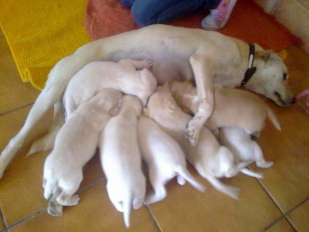 se regalan cachorros de labrador