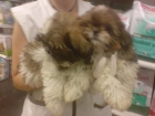 SHIH-TZU Perro Amistoso e independiente. Originario del Tibet, su aspecto general es de un animal vigoroso, copiosamente - mejor precio | unprecio.es