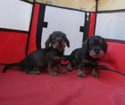 Teckels cachorros de pelo duro oferta - mejor precio | unprecio.es