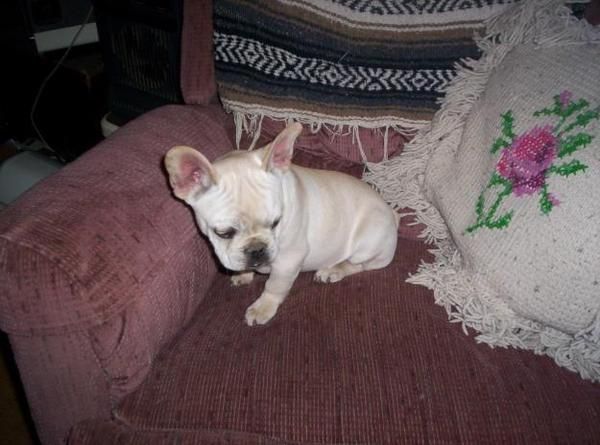 Ultimo cachorro de Bulldog frances