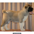 Una hermosa Akita Inu perro - mejor precio | unprecio.es