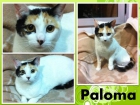 Paloma gata cariñosisima en la bahía de cádiz, corre peligro - mejor precio | unprecio.es