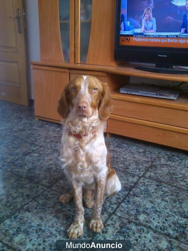 NANET  bretón de 9 meses‏ busca una familia