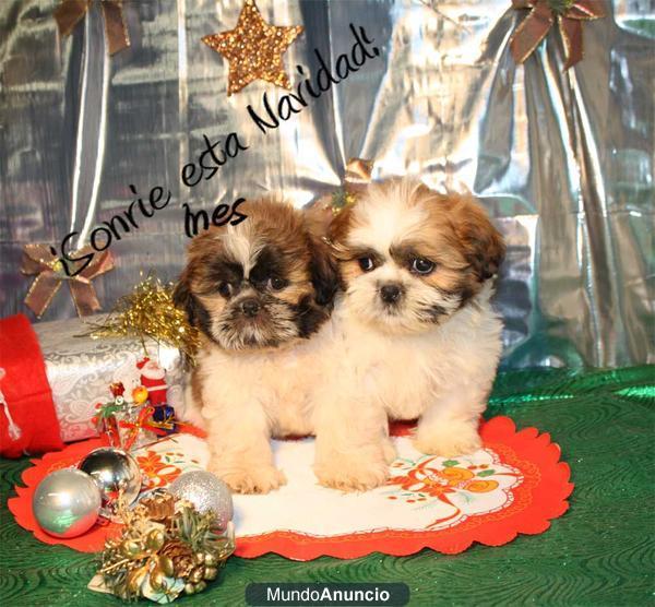 shih tzu, ¡la mejor compañía para Navidad!