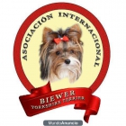 Asociacion internacional del Biewer Yorkshire - mejor precio | unprecio.es