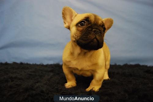 Bulldog Frances fawn nueva camada