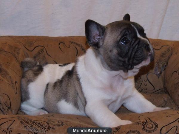 BULLDOG FRANCESES CON 2 MESES PRECIOSOS CACHORROS PARA TU HOGAR