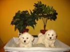 Cachorros Bichon Maltes 350 - mejor precio | unprecio.es