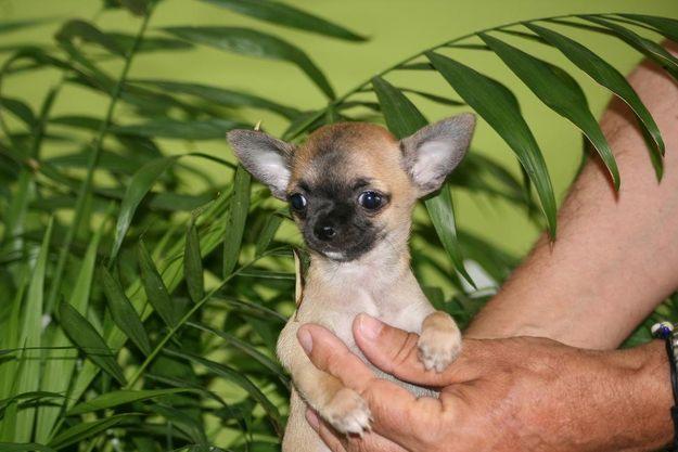 CHIHUAHUAS CON PEDIGREE