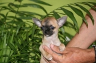 CHIHUAHUAS CON PEDIGREE - mejor precio | unprecio.es