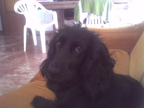 cocker spaniel negra busca novio