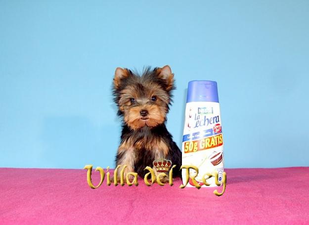 Dos Nuevos Yorkshire Toy