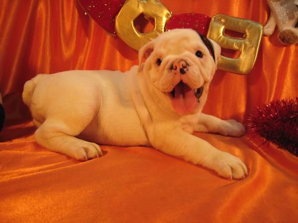 Navidad cachorros Bulldog Inglés