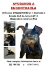 Perrita Chihuahua Perdida en Playa Quemada - mejor precio | unprecio.es