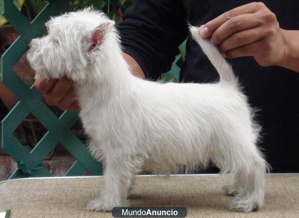 preciosos cachorrillos de westy, alta calidad y alta seleccion,criadero propio,evite intermediarios.