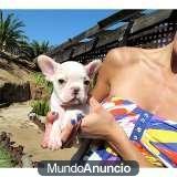 regalo exclente cachorros de bulldog frances