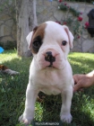 Vendo Cachorros de Boxer Blancos - mejor precio | unprecio.es