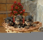 CACHORROS DE YORKSHIRE TERRIER, TAMAÑO PEQUEÑO - mejor precio | unprecio.es