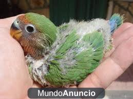 AGAPORNIS CRIAS DE BEBES