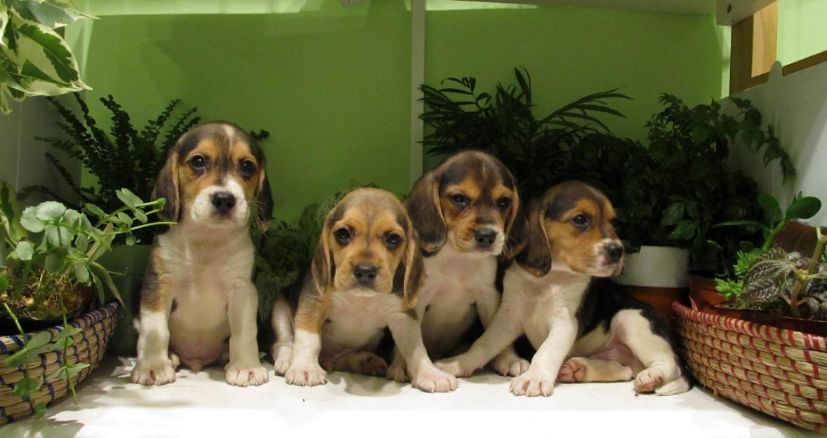 beagle