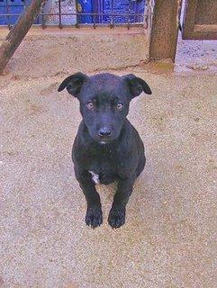 Cachorrito de 4 meses simpático y guapo en adopción. Toda España.