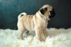 Carlinos Pug Preciosos Ejemplares Disponibles con 2 meses - mejor precio | unprecio.es