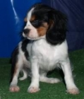 Cavalier, espectaculares cachorros - mejor precio | unprecio.es