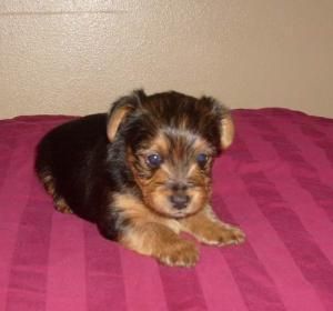 Están bien entrenados, bien en casa, yorkie cachorros