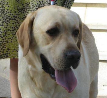 Excelente Labrador Retriever hijo Campeones de Francia disponible para montas