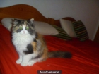 preciosa gatita persa de tricolor - mejor precio | unprecio.es