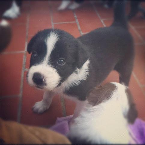Preciosos cachorros de border Collie en Canarias