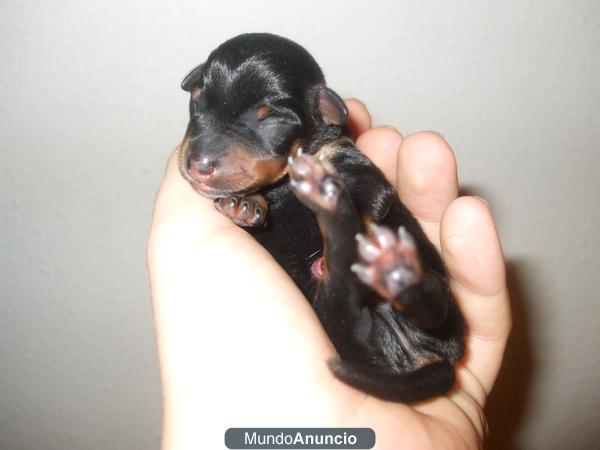 preciosos pinscher miniatura ideal para reyes