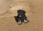 Schnauzer mini negro y plata - mejor precio | unprecio.es