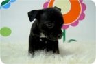 Staffordshire Bullterrier, excelentes en color negro. - mejor precio | unprecio.es