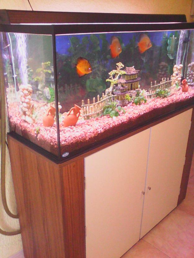 acuario de 240 lt