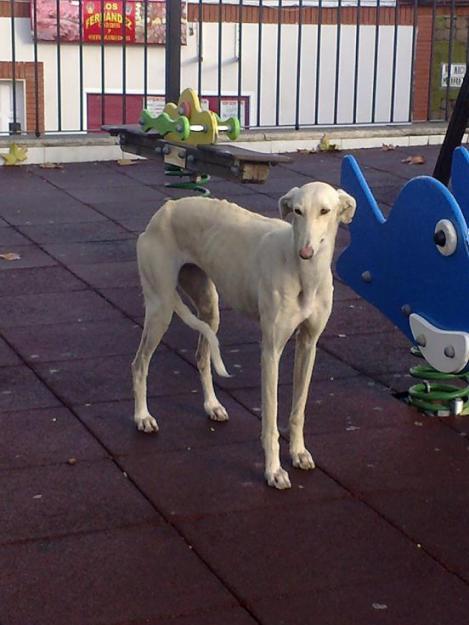 Bianca. Preciosa galga blanca abandonada, está en la calle