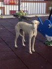 Bianca. Preciosa galga blanca abandonada, está en la calle - mejor precio | unprecio.es