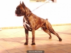 EXCEPCINAL BOXER DE EXPOSICION PARA MONTAS - mejor precio | unprecio.es