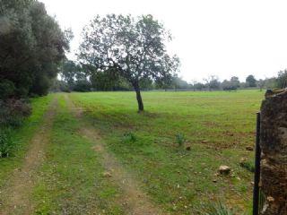 Finca/Casa Rural en venta en Llucmajor, Mallorca (Balearic Islands)