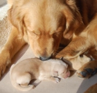 Golden Retriever - mejor precio | unprecio.es