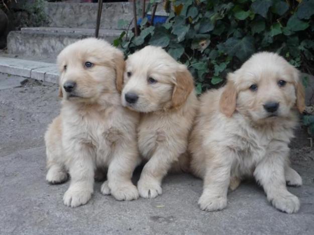 Golden retriever cachorros