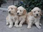 Golden retriever cachorros - mejor precio | unprecio.es
