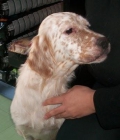 Jade una setter muy especial (Murcia) - mejor precio | unprecio.es