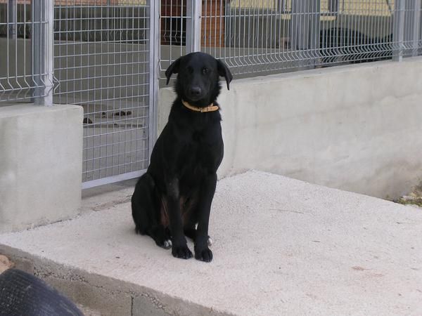 PERRO EN ADOPCION PROTECTORA ANIMALES SUECA
