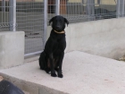 PERRO EN ADOPCION PROTECTORA ANIMALES SUECA - mejor precio | unprecio.es